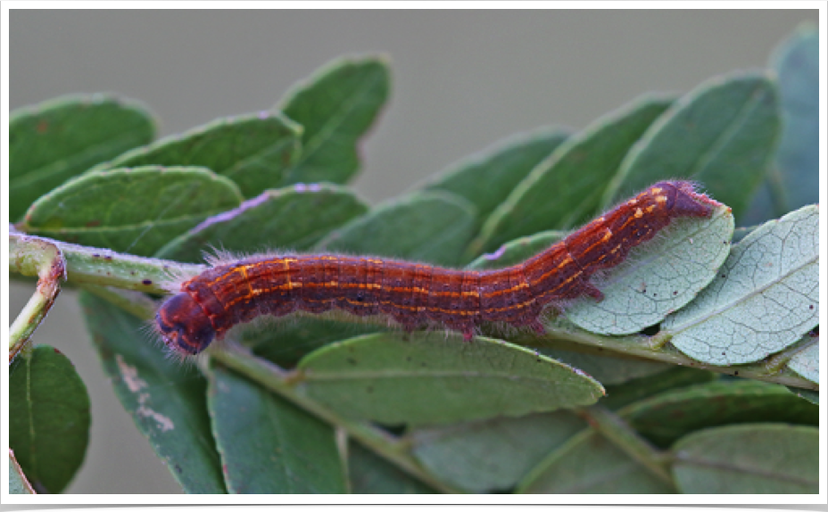 Heteropacha rileyana
Riley's Lappet Moth (early instar)
Monroe County, Mississippi